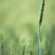 wheat-field-6581723_1920-1